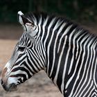 ~ Zebra Portrait ~