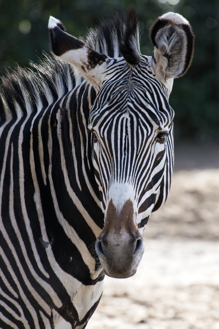 ~ Zebra Portrait ~