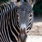 ~ Zebra Portrait ~