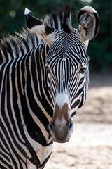 ~ Zebra Portrait ~