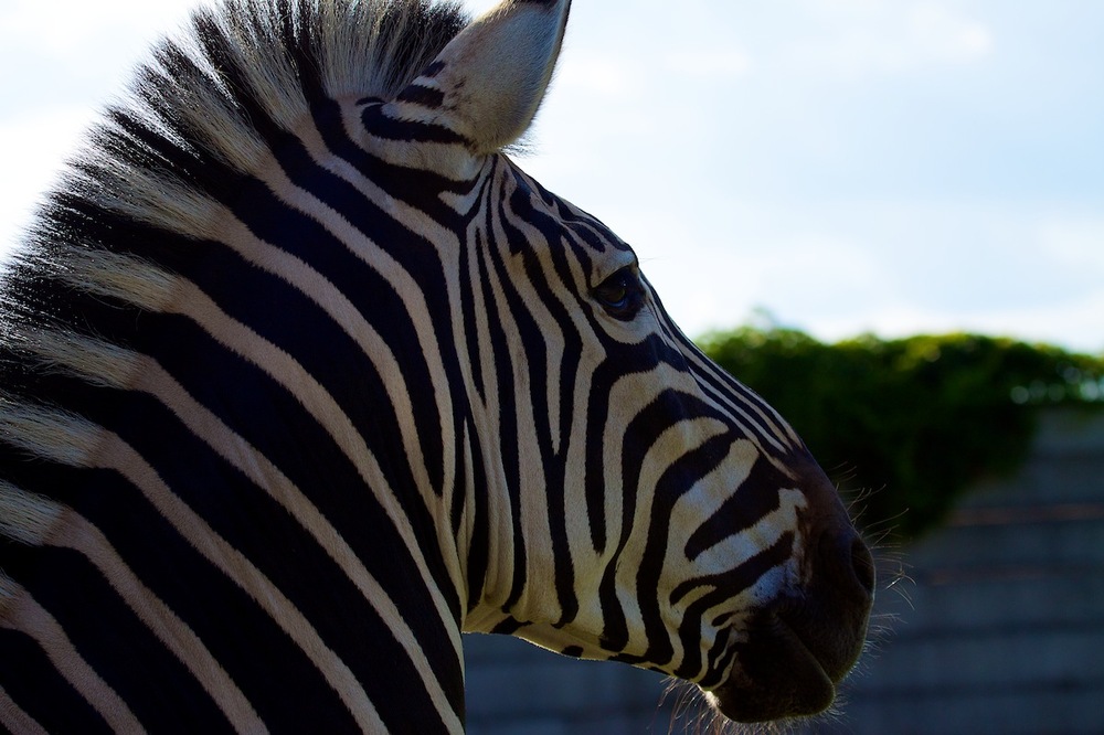 Zebra - Portrait