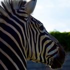 Zebra - Portrait