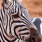 Zebra Portrait