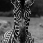 Zebra Portrait