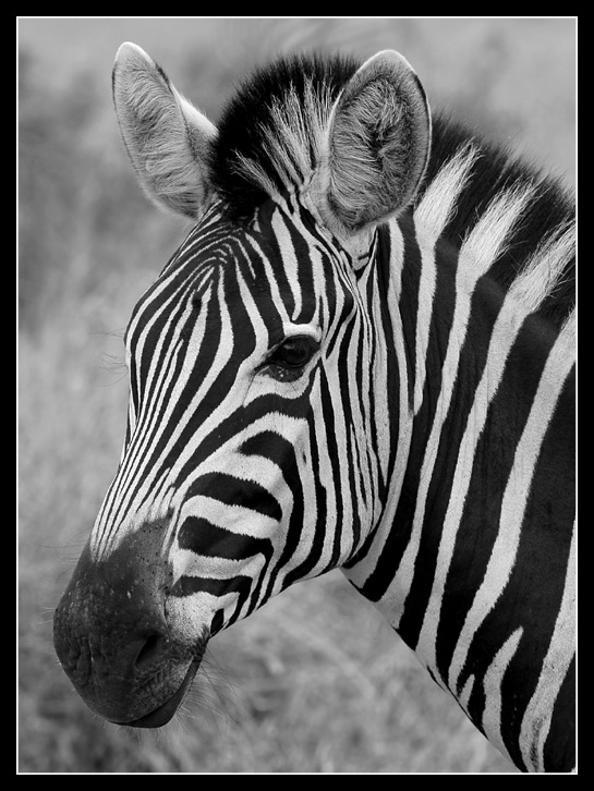 Zebra-Portrait