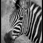 Zebra-Portrait