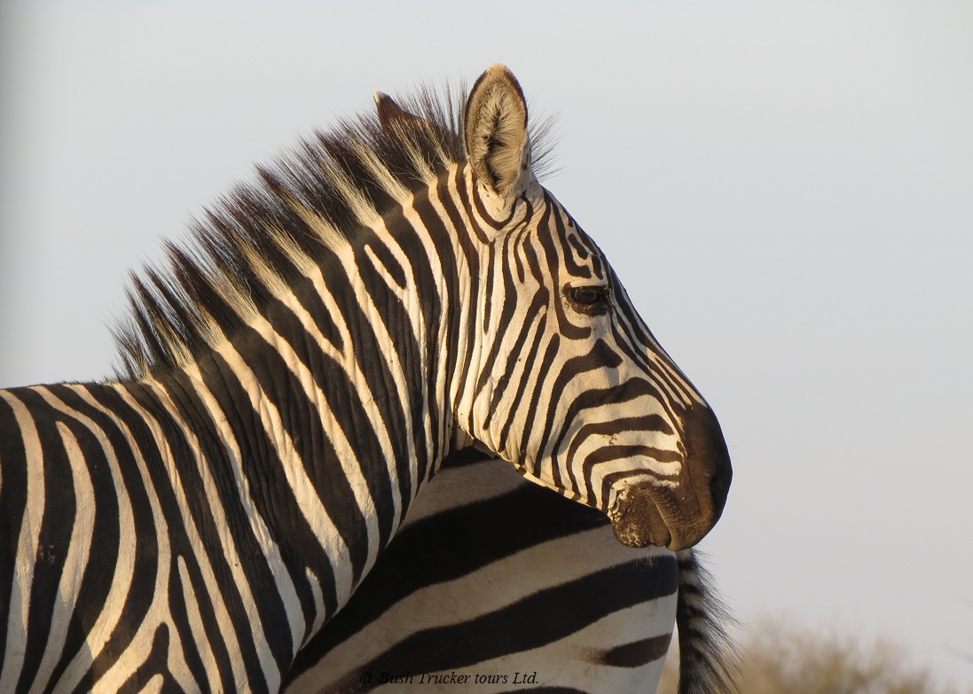 Zebra Portrait im Abendlicht