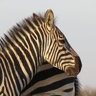 Zebra Portrait im Abendlicht