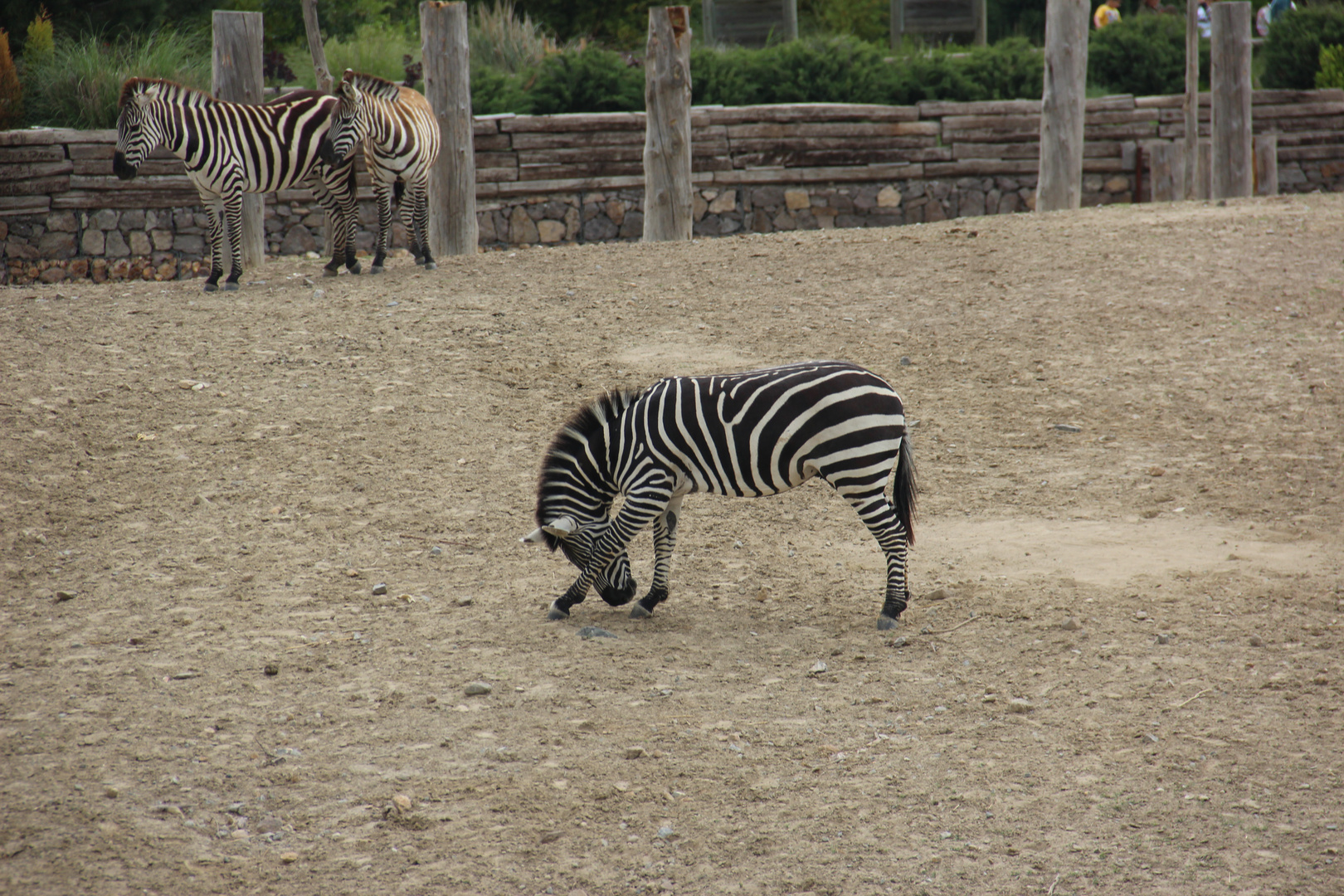 Zebra Pose