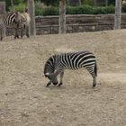 Zebra Pose