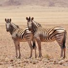 Zebra - Posing zum Zweiten