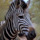 Zebra Potrait