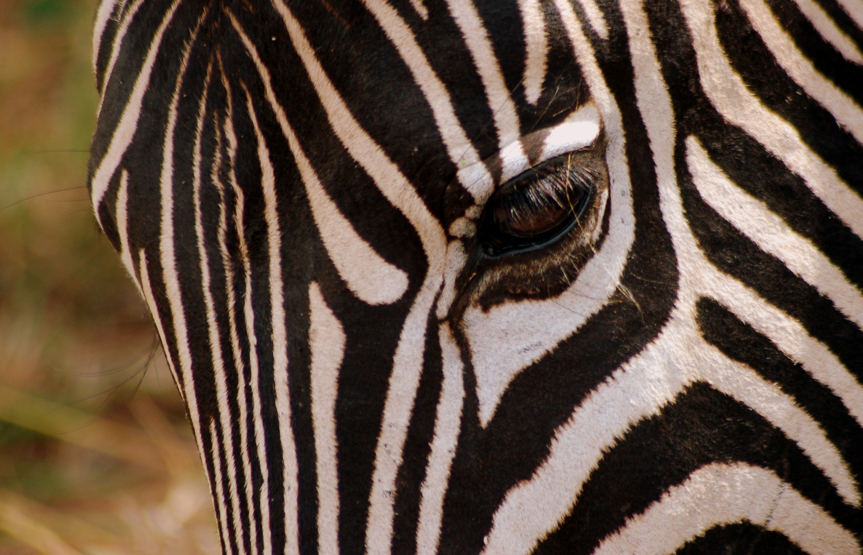 Zebra Potrait