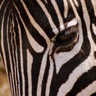 Zebra Potrait