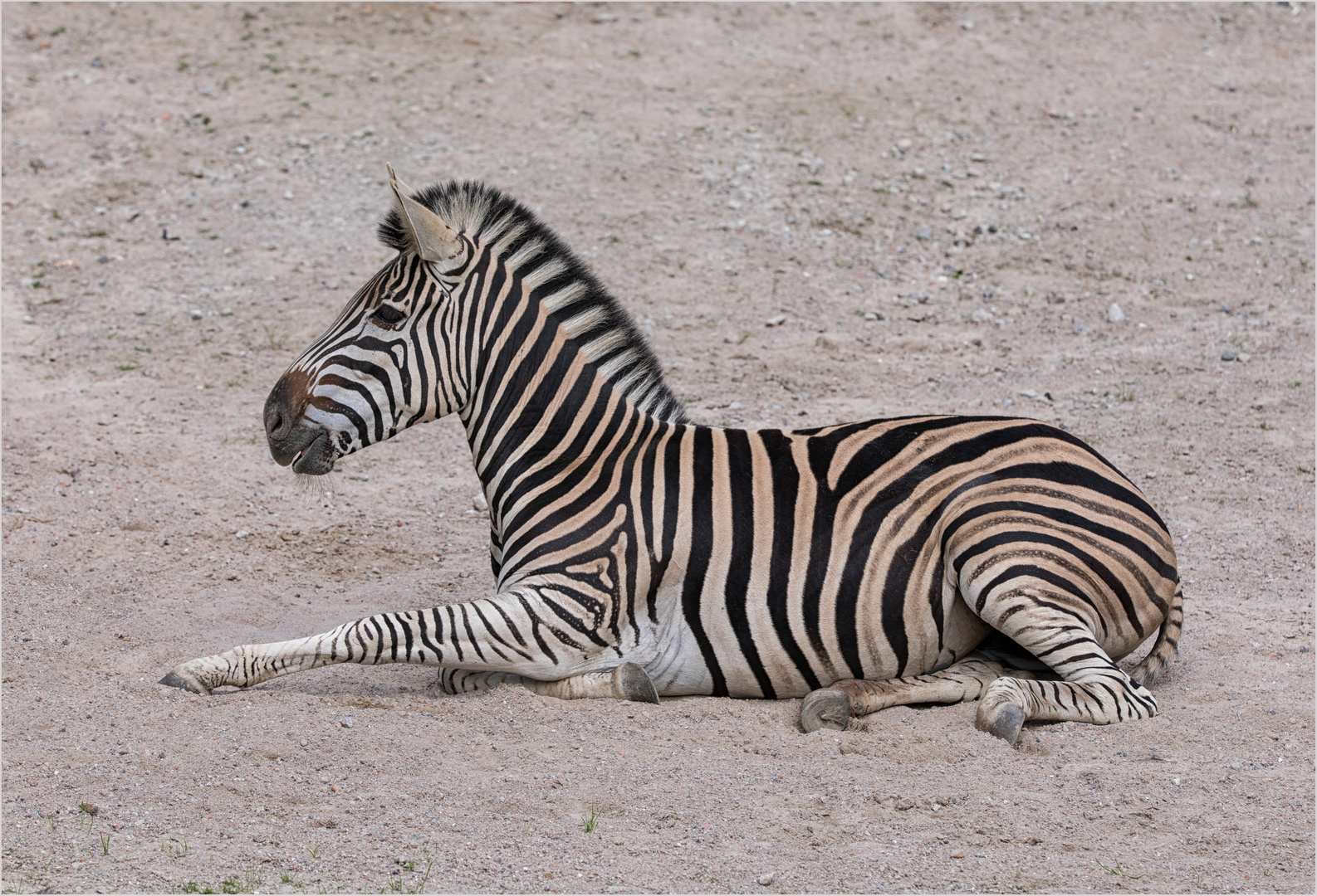 Zebra Question Foto & Bild hamburg, natur, zoo Bilder auf