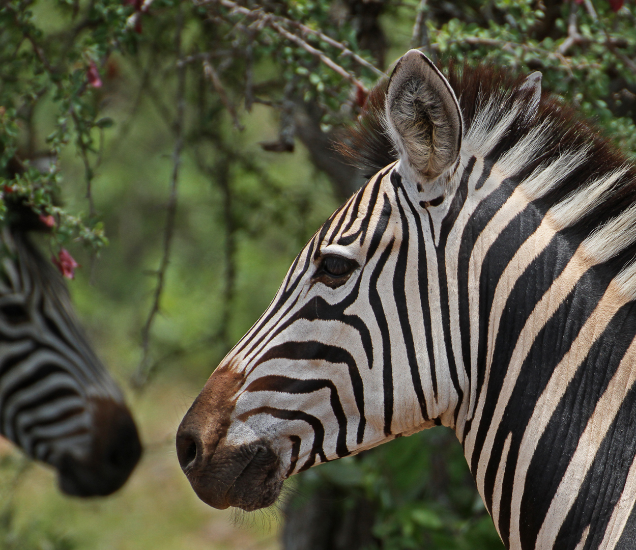 Zebra reflection