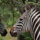 Zebra reflection