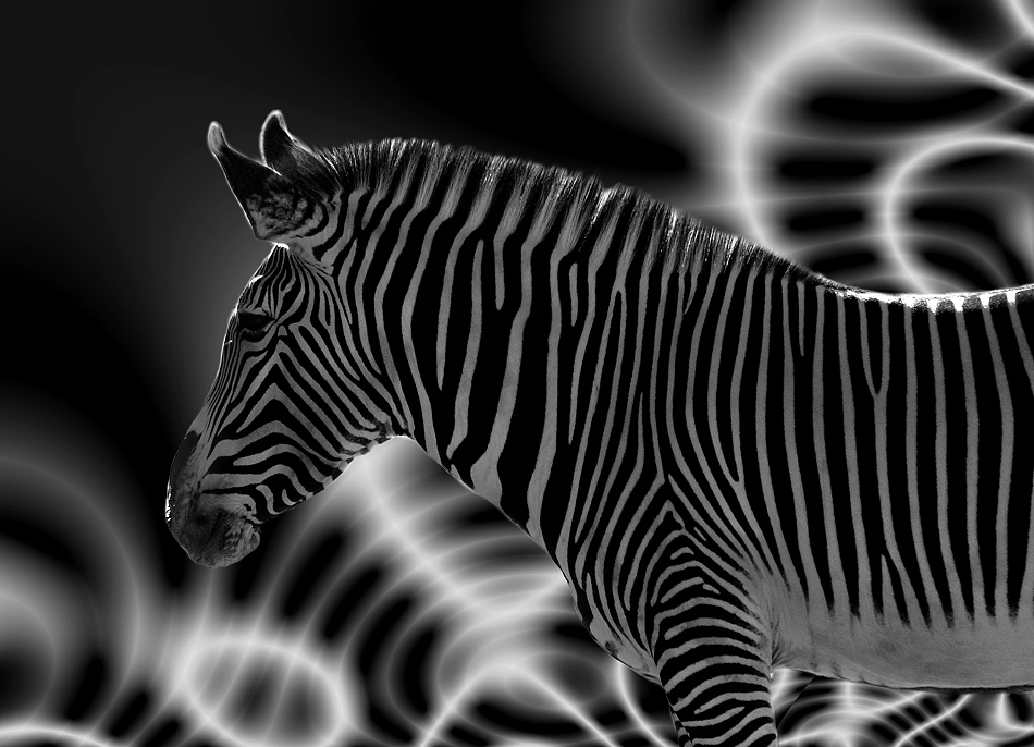 Zebra Reload