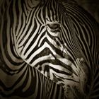 Zebra -reload-