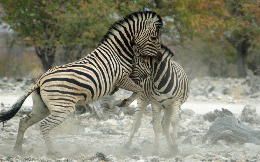 Zebra - Ringen