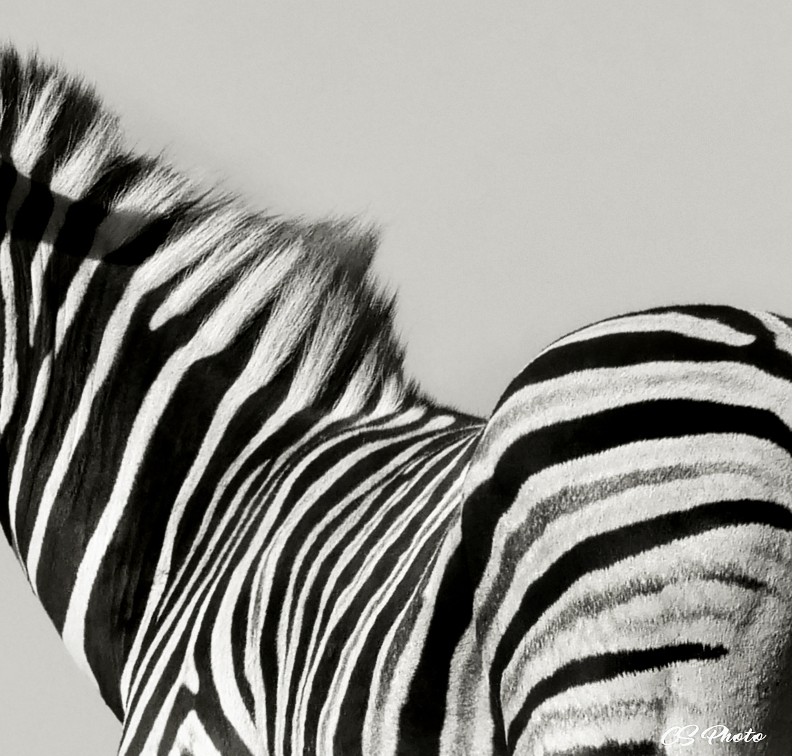 Zebra Rücken