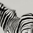 Zebra Rücken