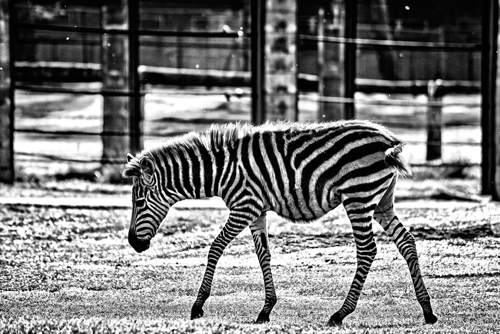 Zebra Safaripark Stukenbrock