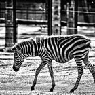 Zebra Safaripark Stukenbrock