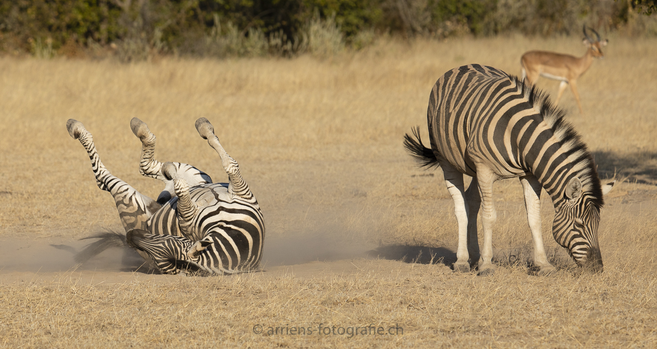 Zebra Sandbad