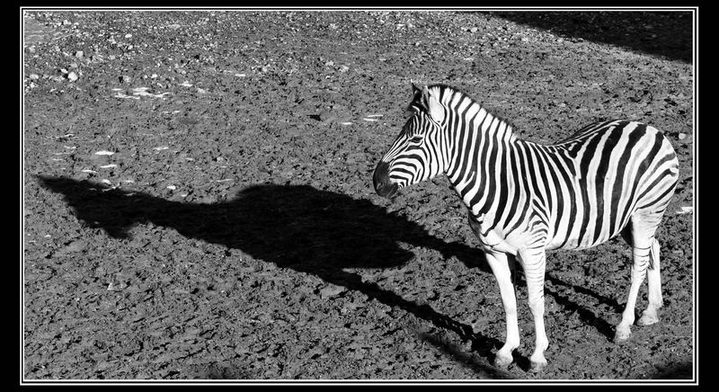 Zebra-Schatten