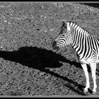 Zebra-Schatten