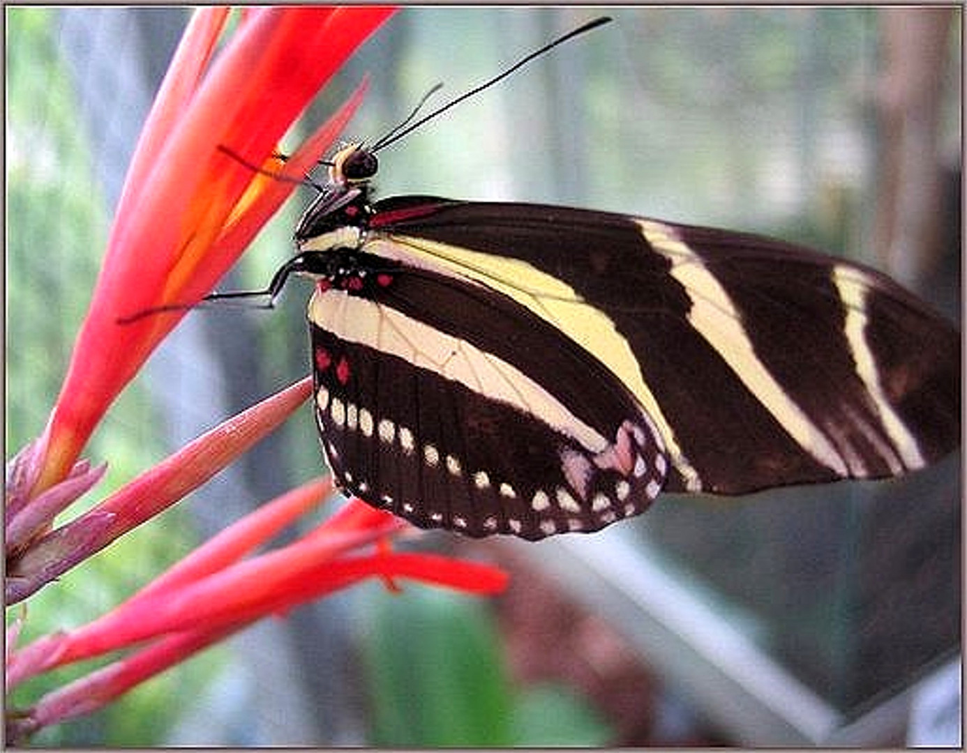 Zebra-Schmetterling