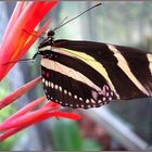 Zebra-Schmetterling