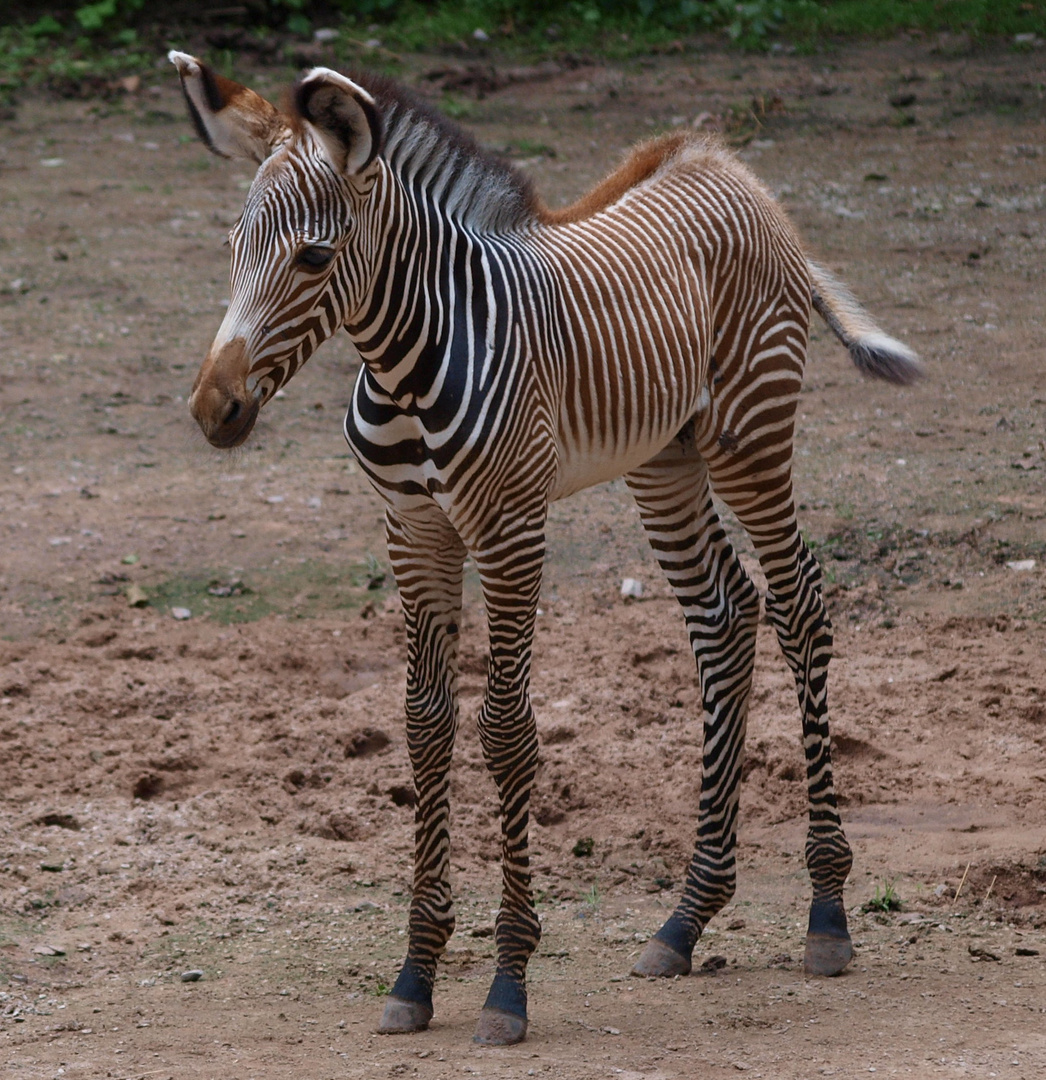 Zebra schwarz-braun