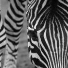 Zebra, Schwarz-Weiß