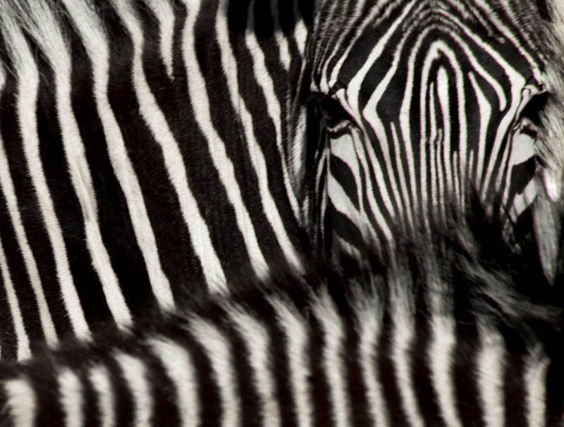 Zebra Schwarz/weiß