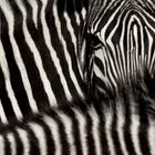 Zebra Schwarz/weiß