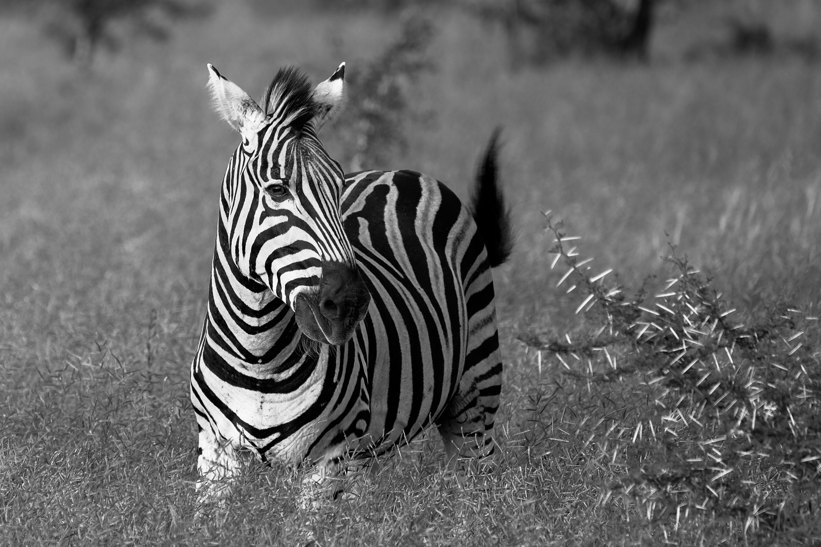 Zebra (SchwarzWeiss)