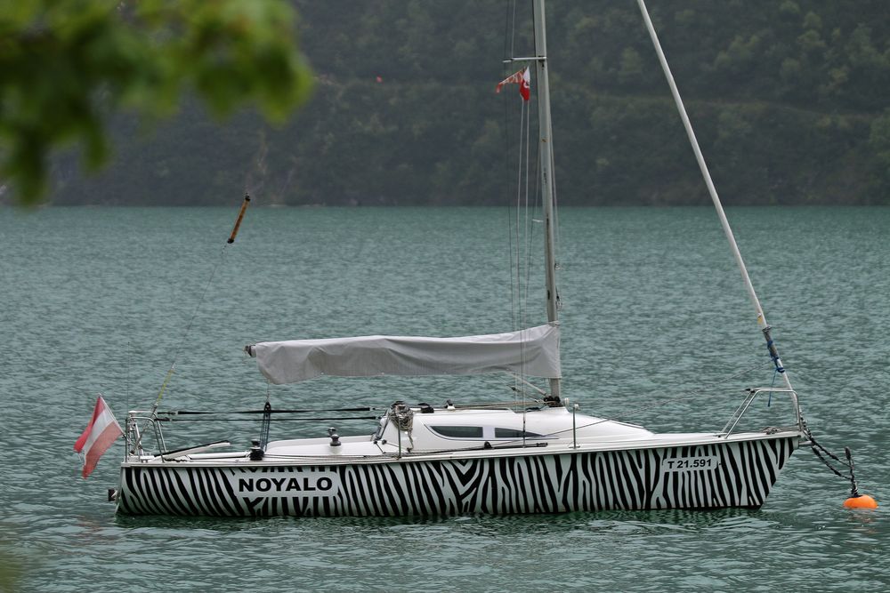 Zebra Segelboot