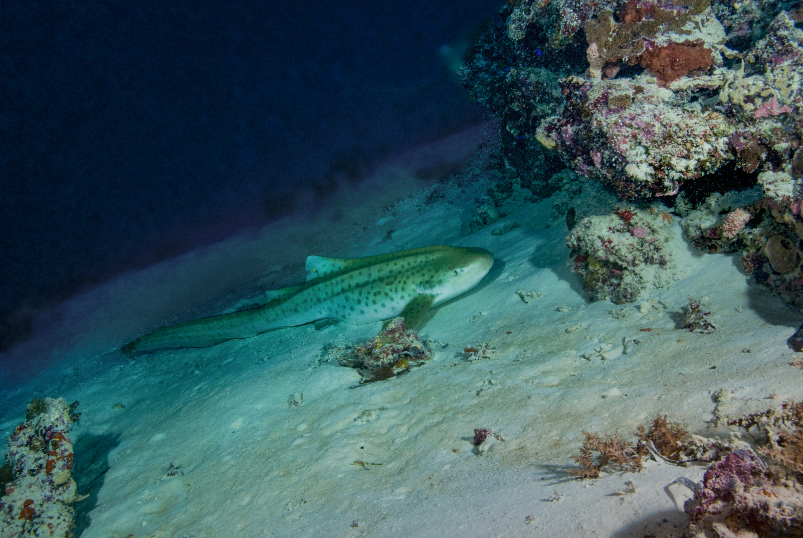 Zebra Shark