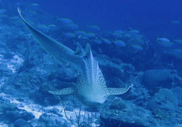 zebra shark