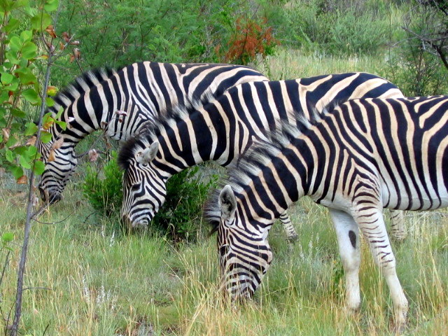 Zebra Show