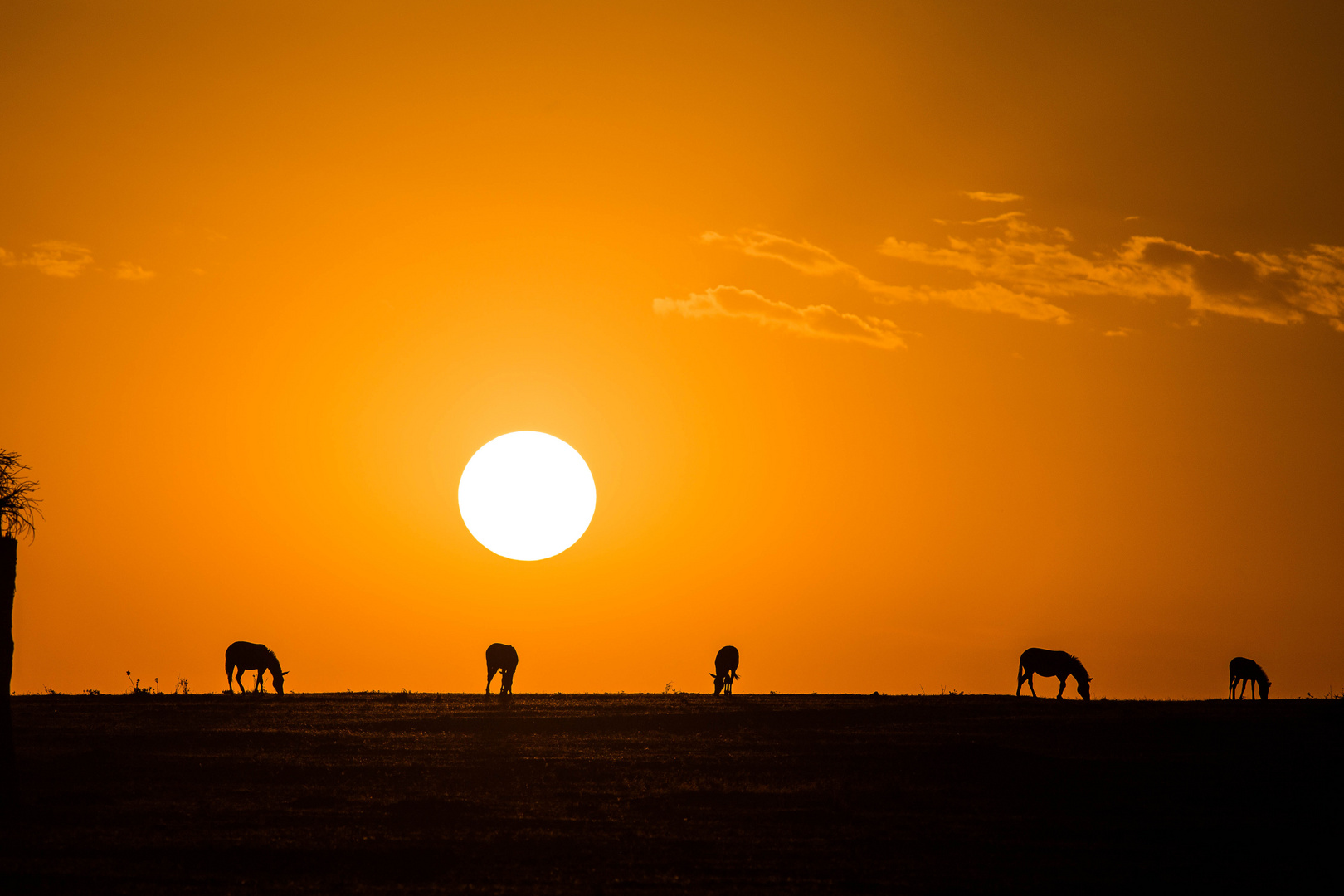 Zebra Silhouette African Sunset