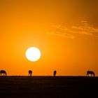 Zebra Silhouette African Sunset