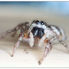 Zebra spider