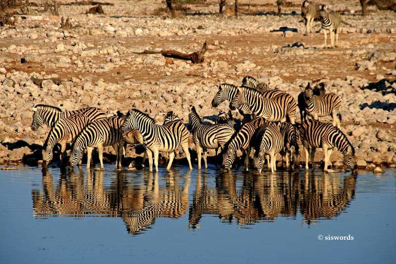 Zebra-Spiegelung