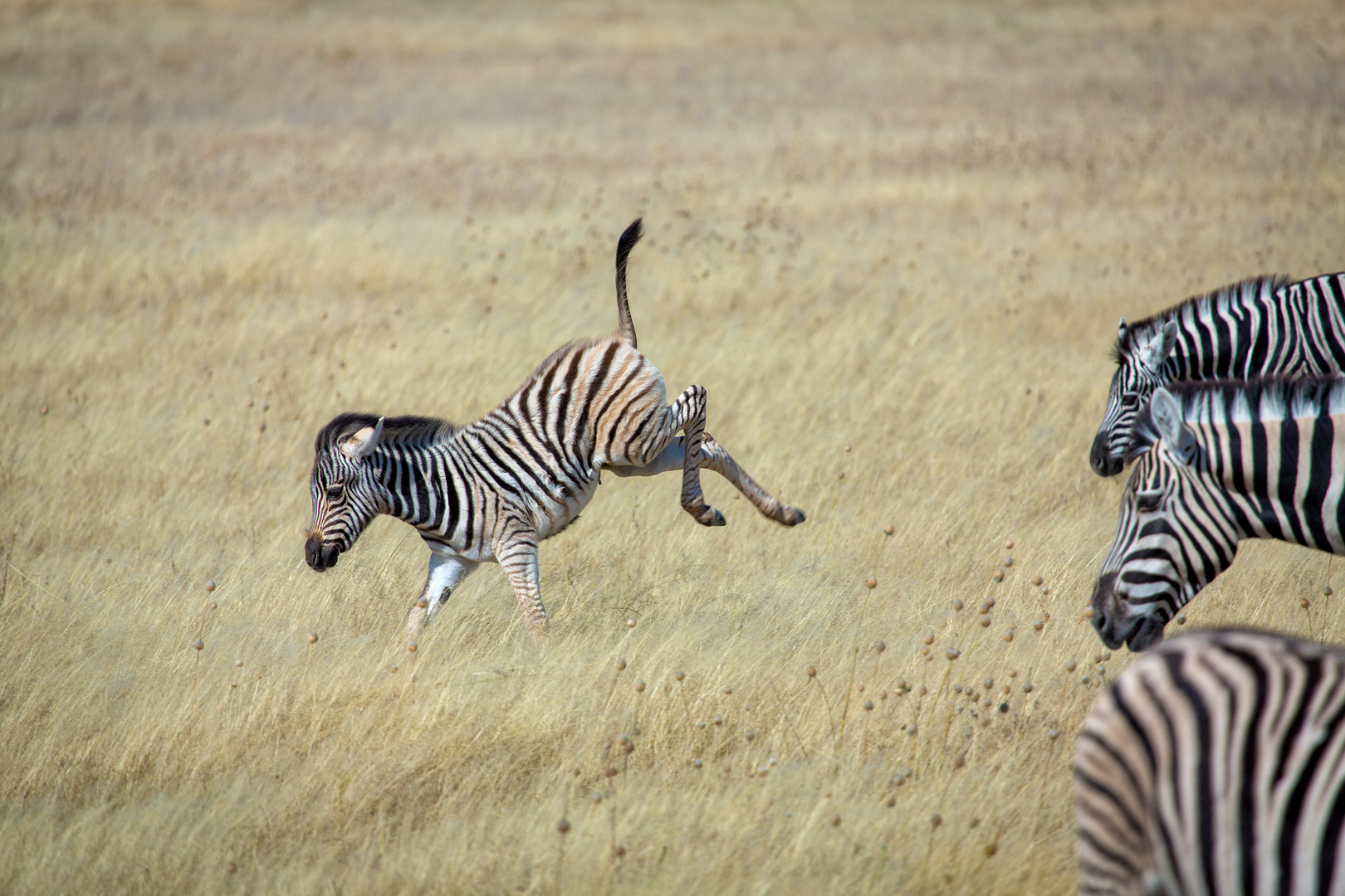 Zebra-Spielplatz Etosha