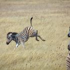 Zebra-Spielplatz Etosha