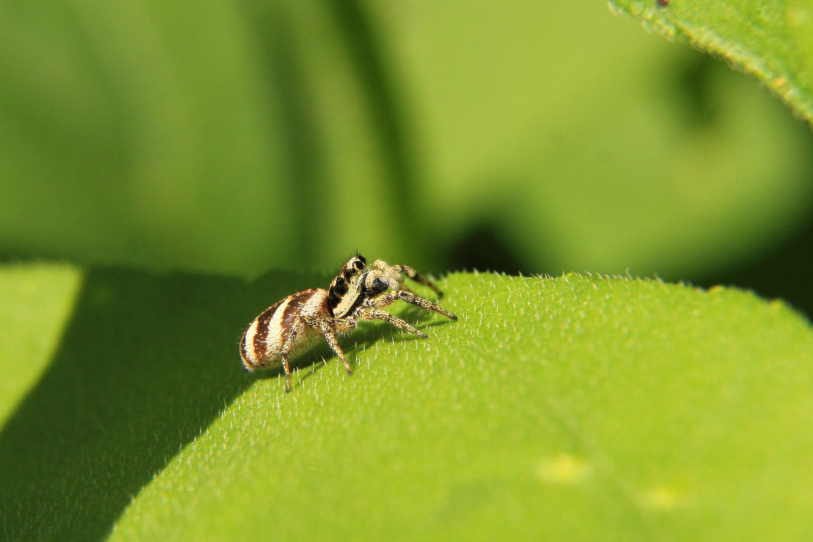 Zebra-Springspinne