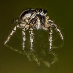 Zebra-Springspinne